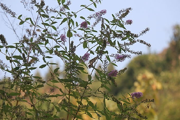 ����Ұ��