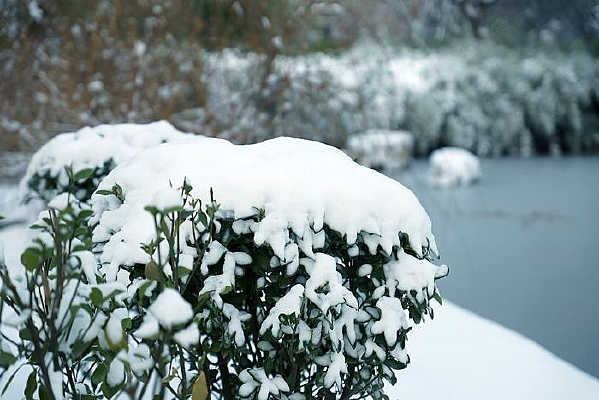 ��ѩ���ǵ�ֲ��