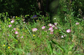 ���Ȼ�����