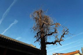 ������ľ