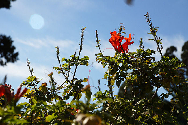 �����ϵĺ컨