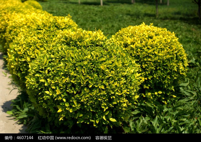 色彩亮丽的球形绿色植物