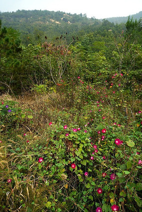 ����ǣţ��