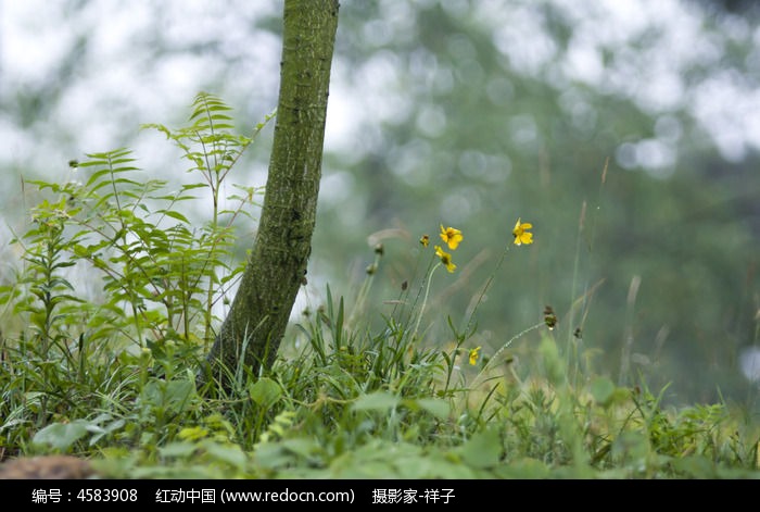 樹下的小草高清圖片下載_紅動中國