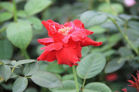 ��Ҷ��ɫҶ����