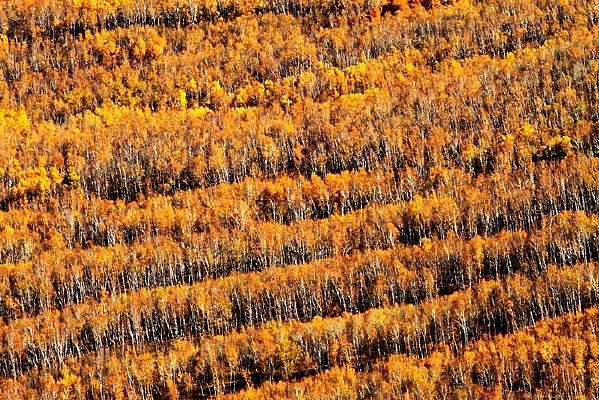 ��ɫ����