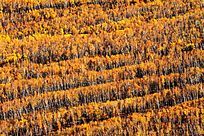 ��ɫ����