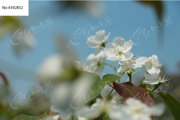 高质感拍摄洁白的梨花图片