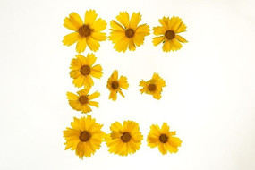 ������ɵ���ĸ