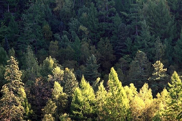 ��������ɽɭ�ֿ�