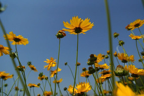 �����µĻƾջ�