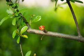 ��Ҷ֦����ѿ��ɫ����