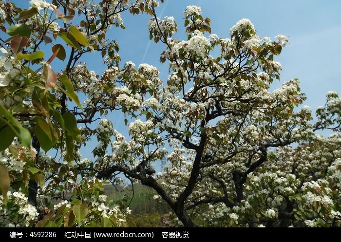 满树的白色梨花