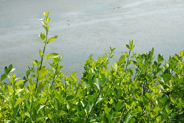 ��ɫ����