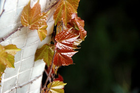 ��ɽ����ѿ