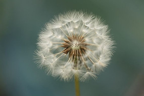 �ѹ�Ӣ����