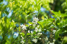 һ�԰�����