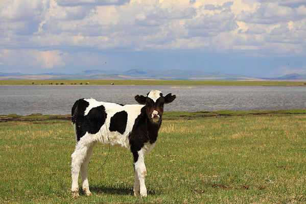 ��ԭ�ϵ�Сţ��