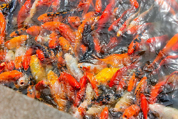 ��ʳ�ĺ�ɫ����