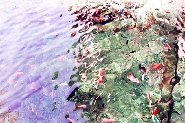 ��԰����