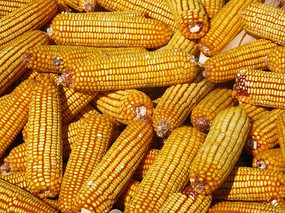 饱满的煮棒子金黄的玉米堆在一起的金黄色玉米干木耳谷物展示静物东北