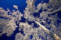 ���˰��붬��ԭʼɭ��