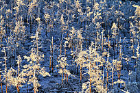 ���˰���ѩ��Ϧ��