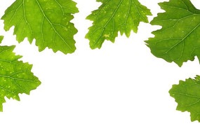 Ҷ���ı���ͼ