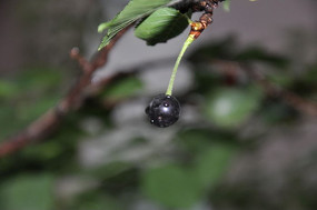 ��ɫ������