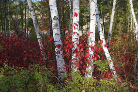 ��Ҷ�е�������