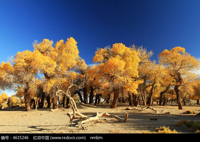 �����ֿ���ͼƬ