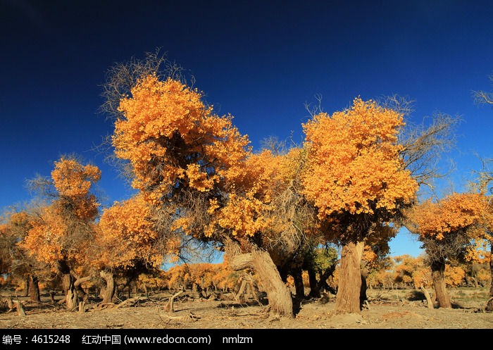 �����续ͼƬ