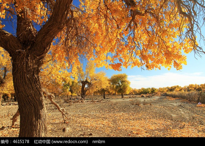 ��ɫ�ĺ���ͼƬ