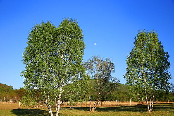 �����µİ�����