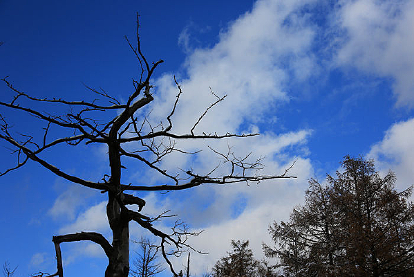 �����µ���ľ