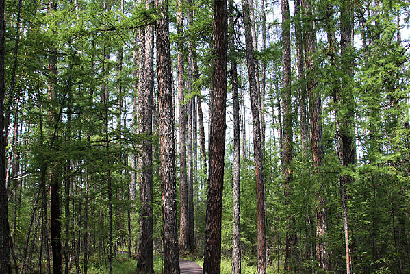 ��Ҷ��ԭʼ��