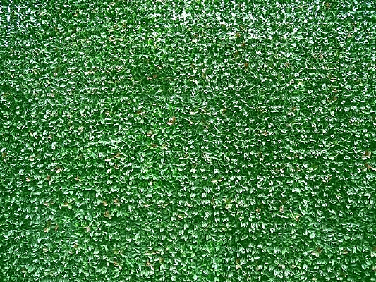 ��Ҷ����ǽ