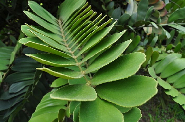 ����������Ҷ��