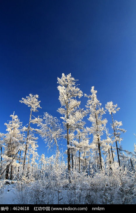 ɭ��ѩ����ڡͼƬ