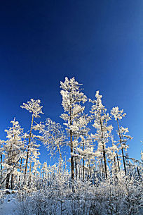 ɭ��ѩ����ڡ