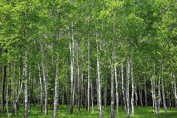 ʢ�ĵİ�����