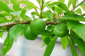 �����ı���