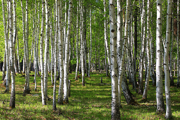 �ļ��İ�����