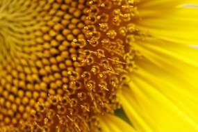 ���տ�����ֲ�