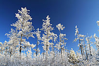 ѩ������