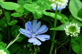 藍色小野花