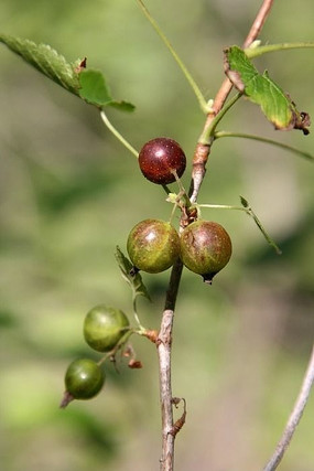 Ұ��������