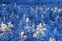 ԭʼɭ��ѩ��