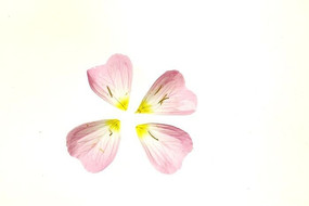 ��ɫ���걳��ͼ