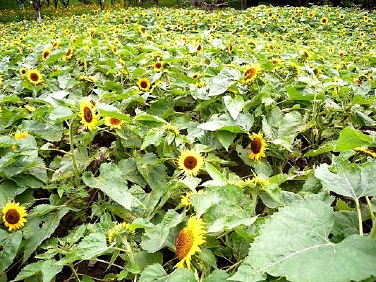 ��Ƭ���տ�